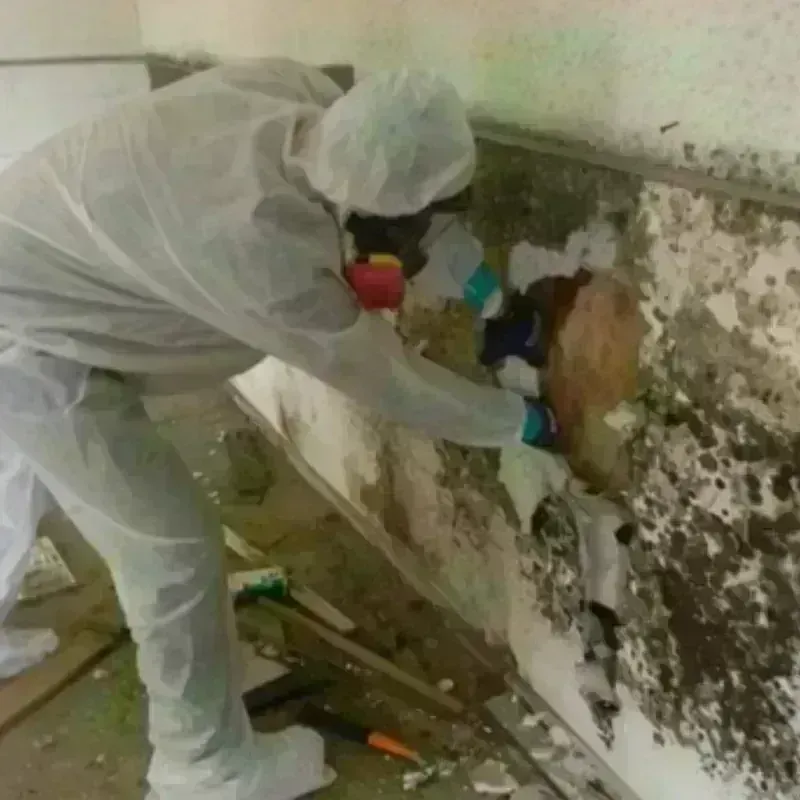 Mold Remediation and Removal in Nikiski, AK